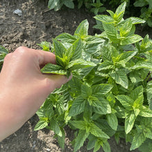 Load image into Gallery viewer, Peppermint Leaf Tea